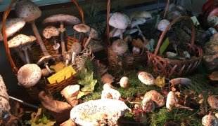 Wystawa grzybów w Powiatowej Stacji Sanitarno-Epidemiologicznej  w Łęcznej - kliknij, aby przejść do galerii