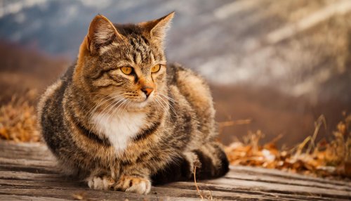 Zostań społecznym opiekunem – karmicielem kotów wolno żyjących