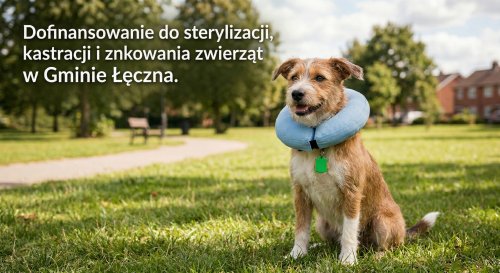 Dofinansowanie do sterylizacji, kastracji i znakowania zwierząt w 2026 roku